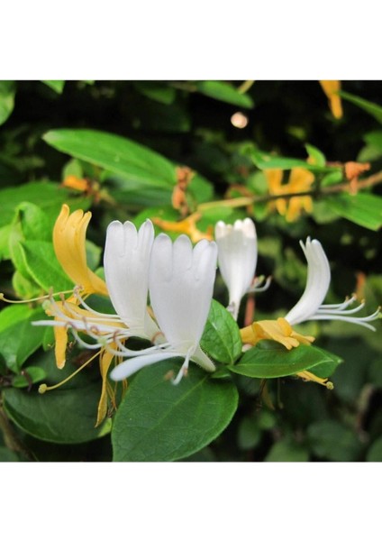 Videolu Yoğun Kokulu Sarı Beyaz Hanımeli Çiçeği 1 Adet Saksılı/ Tüplü 100-120 cm (Lonicera Japonica) indirimleri