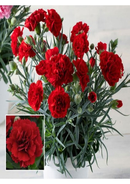 Videolu Kırmızı Karanfil (15-25 cm)1 Adet Saksılı Çiçekli Bodur Bitki Dianthus Caryophyllus
