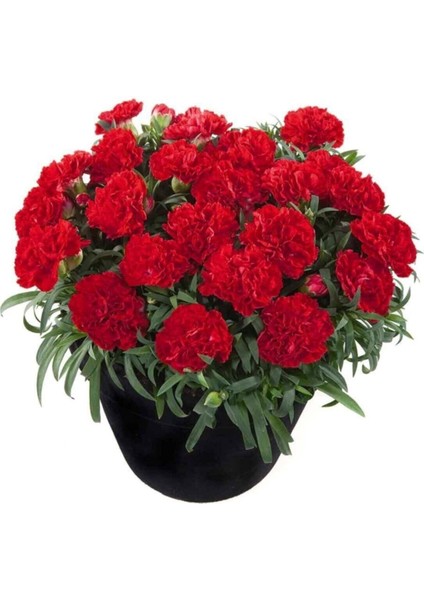 Videolu Kırmızı Karanfil (15-25 cm)1 Adet Saksılı Çiçekli Bodur Bitki Dianthus Caryophyllus