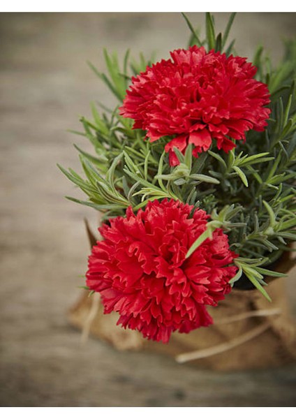 Videolu Kırmızı Karanfil (15-25 cm)1 Adet Saksılı Çiçekli Bodur Bitki Dianthus Caryophyllus