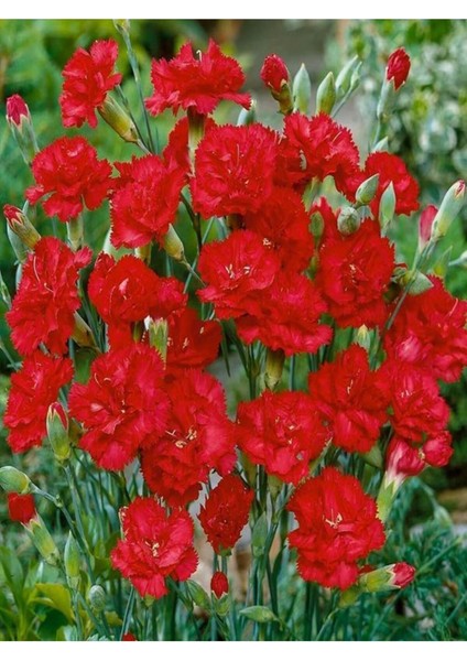 Videolu Kırmızı Karanfil (15-25 cm)1 Adet Saksılı Çiçekli Bodur Bitki Dianthus Caryophyllus