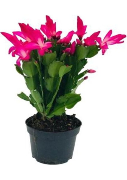 Videolu Canlı Renkli 1 Adet Yılbaşı Çiçeği Fidanı 5-20 cm Saksılı (Poinsettia) modelleri