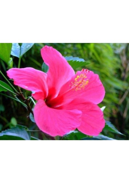 Japon Gülü Pembe Çiçeği Fidanı