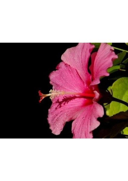 Japon Gülü Pembe Çiçeği Fidanı