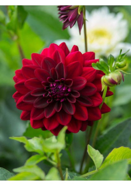 Videolu Kırmızı Yıldız Çiçeği Dahlia 1 Adet Saksılı 20-60 cm Dış Mekan Bitkisi (Dahlia)