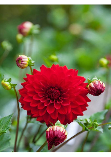 Videolu Kırmızı Yıldız Çiçeği Dahlia 1 Adet Saksılı 20-60 cm Dış Mekan Bitkisi (Dahlia)