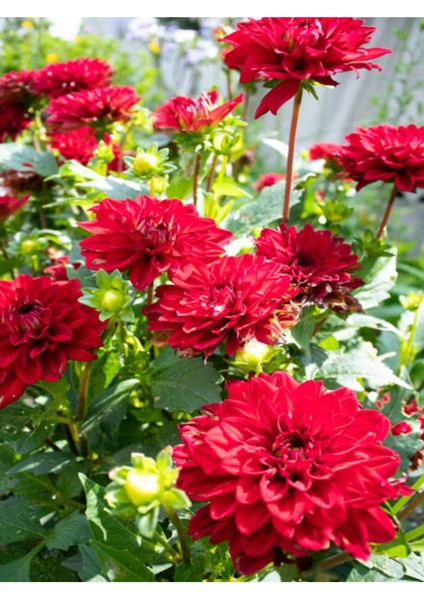 Videolu Kırmızı Yıldız Çiçeği Dahlia 1 Adet Saksılı 20-60 cm Dış Mekan Bitkisi (Dahlia)