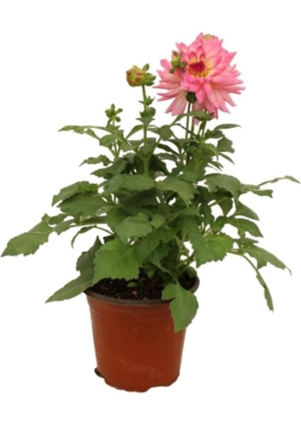 Dahlia - Yıldız Çiçeği - Dalya Bitkisi Pembe Renk Dış Mekan Balkon Bahçe Peyzaj