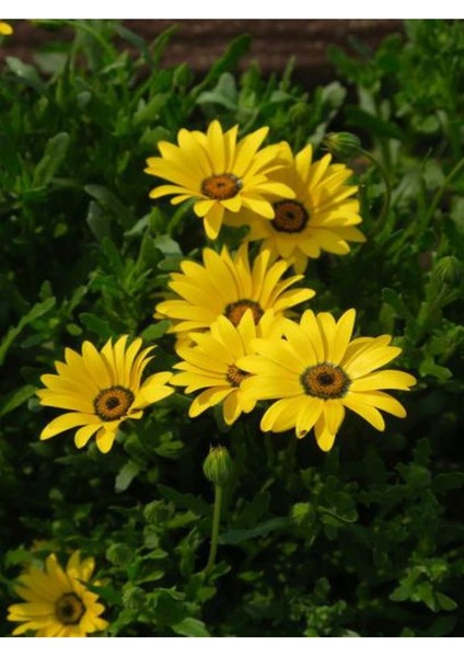 Videolu Sarı Bodrum Papatyası (30 - 40 cm)1 Adet Saksılı Çiçekli Bodur Bitki Osteospermum Fruticosum