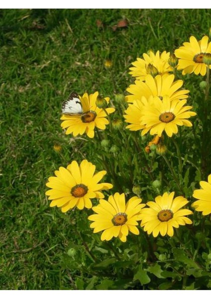 Videolu Sarı Bodrum Papatyası (30 - 40 cm)1 Adet Saksılı Çiçekli Bodur Bitki Osteospermum Fruticosum