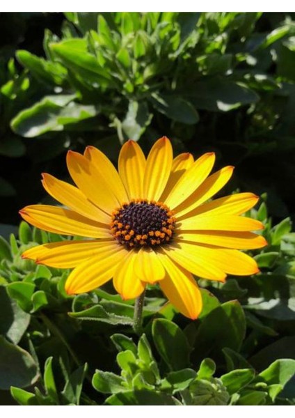 Videolu Sarı Bodrum Papatyası (30 - 40 cm)1 Adet Saksılı Çiçekli Bodur Bitki Osteospermum Fruticosum