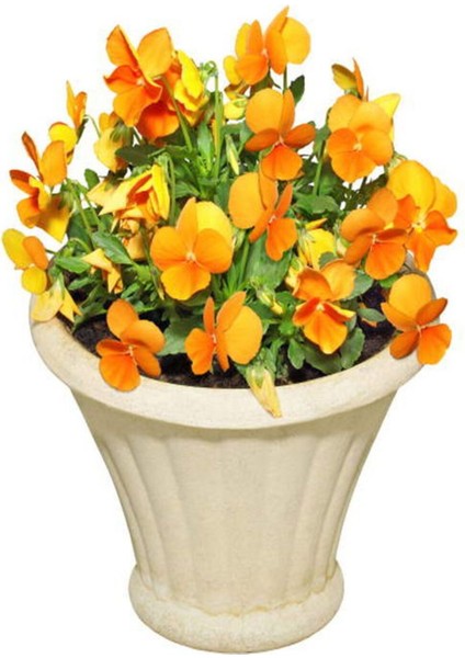 Videolu Turuncu Hercai Çiçeği (5 15 cm)30 Adet Saksılı/ Tüplü Çiçekli Bodur Bitki Viola Tricolor fiyatları