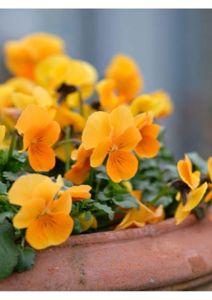 Videolu Turuncu Hercai Çiçeği (5 15 cm)30 Adet Saksılı/ Tüplü Çiçekli Bodur Bitki Viola Tricolor modelleri