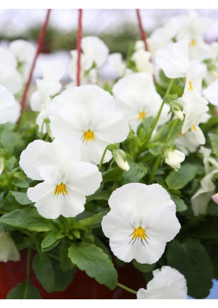 Videolu Beyaz Hercai Menekşesi (5 15 cm)10 Adet Saksılı Çiçekli Bodur Bitki Viola Tricolor