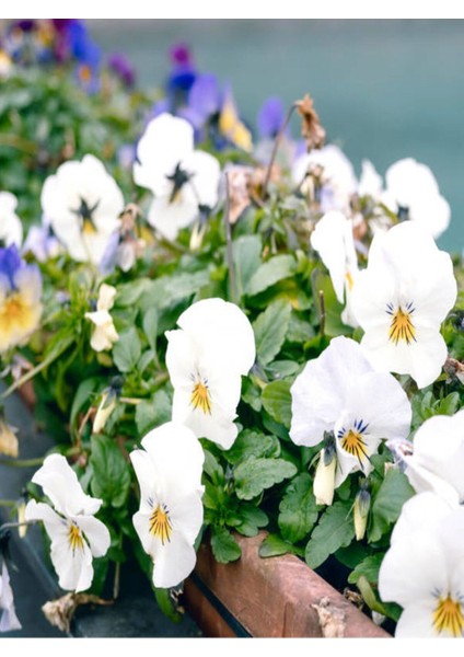 Videolu Beyaz Hercai Menekşesi (5 15 cm)10 Adet Saksılı Çiçekli Bodur Bitki Viola Tricolor fiyatları