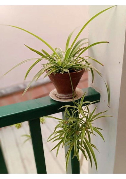 Videolu Kurdela Çiçeği (20 40 cm)1 Adet Saksılı Bahçe Salon Bitkisi Chlorophytum