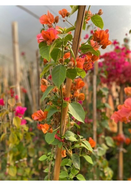 Sarmaşık Begonvil Bitkisi Bougainvillea fırsatları