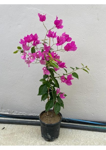 Mor Sarıcılı Begonvil Çiçeği 2 Yaş 80-110 cm Bougainvillea