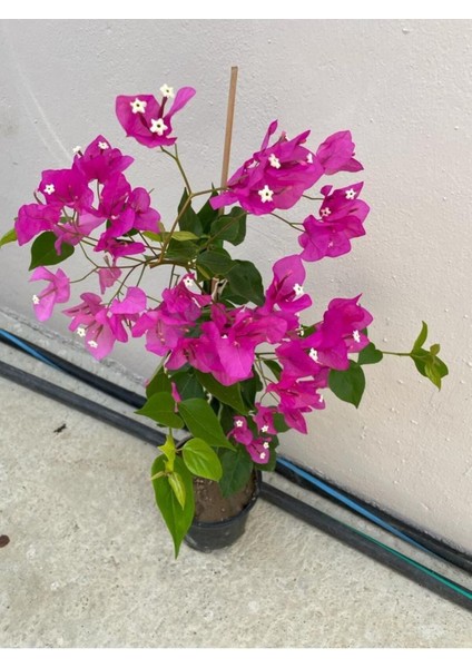 Mor Sarıcılı Begonvil Çiçeği 2 Yaş 80-110 cm Bougainvillea