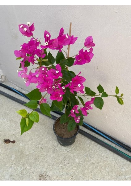 Mor Sarıcılı Begonvil Çiçeği 2 Yaş 80-110 cm Bougainvillea
