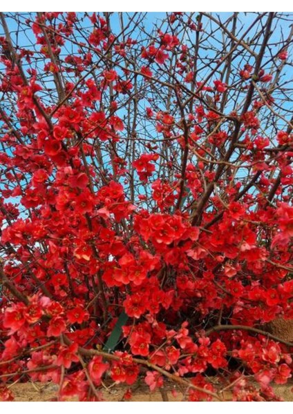 Videolu Kırmızı Bahardalı Çiçeği Fidanı 1 Adet Saksılı 40-60 cm Japon Ayvası (Chaenomeles Japonica ) modelleri