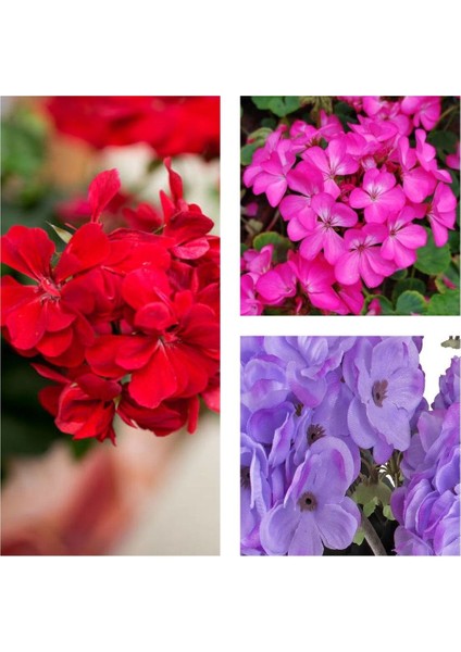 Videolu Karışık Renk 3 Adet Sardunya Çiçeği Fidanı 30-60 cm Saksılı (Geranium)