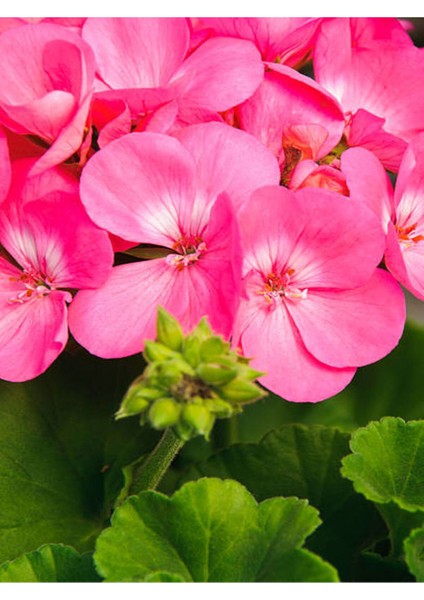 Videolu Karışık Renk 3 Adet Sardunya Çiçeği Fidanı 30-60 cm Saksılı (Geranium)
