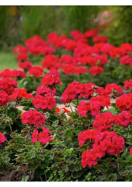 Videolu Karışık Renk 3 Adet Sardunya Çiçeği Fidanı 30-60 cm Saksılı (Geranium)