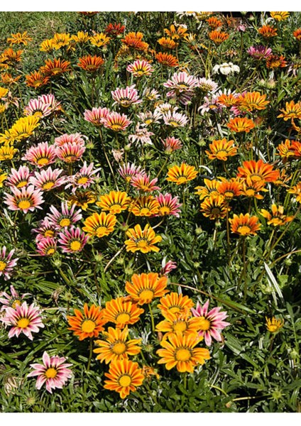 Videolu Karışık Renk 10 Adet Gazanya Koyun Gözü Çiçeği Fidanı 20-40 cm Saksılı (Gazania) fırsatları