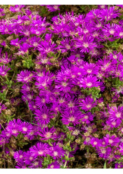 Videolu Mor Acem Halısı 40 Adet 5-10 cm Yer Örtcü Bitki Soğuğa Dayanıklı (Drosanthemum Floribundum)
