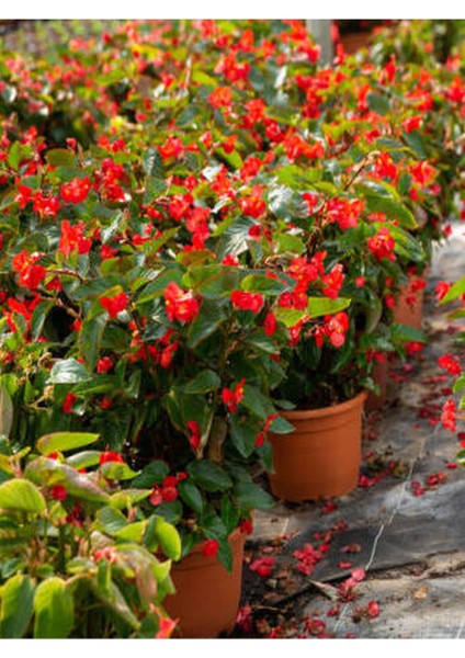Videolu Kırmızı Begonya Küçük Hanım Çiçeği 1 Adet Saksılı 30-40 cm İç Mekan Bitkisi (Red Begonia)