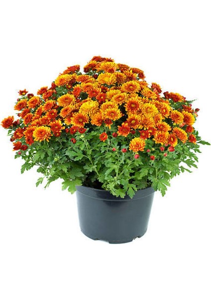 Videolu Koyu Turuncu Kasımpatı Çiçeği 1 Adet Saksılı 10-20 cm İç/ Dış Mekan Bitkisi (Chrysanthemum) fiyatları