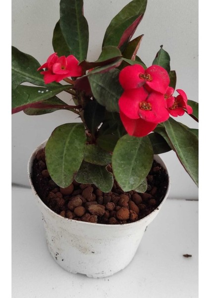 Videolu Kırmızı Milli Dikenler Tacı 1 Adet Saksılı 20-40 cm Salon Bitkisi Kaktüs (Euphorbia)