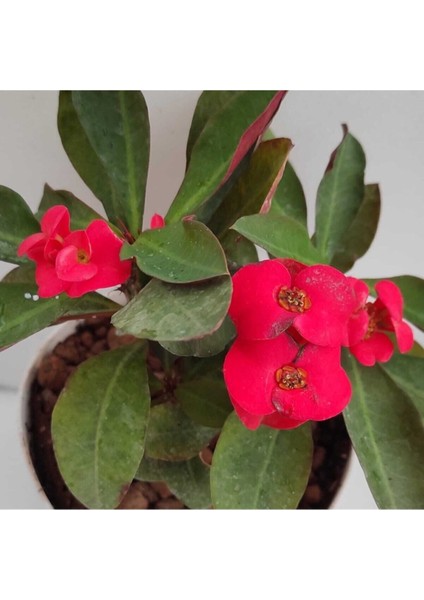 Videolu Kırmızı Milli Dikenler Tacı 1 Adet Saksılı 20-40 cm Salon Bitkisi Kaktüs (Euphorbia)