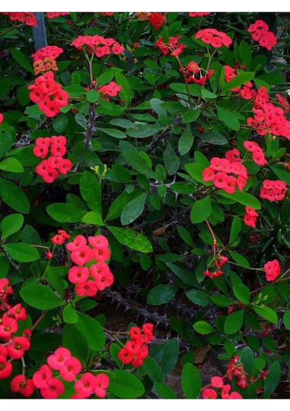 Videolu Kırmızı Milli Dikenler Tacı 1 Adet Saksılı 20-40 cm Salon Bitkisi Kaktüs (Euphorbia)