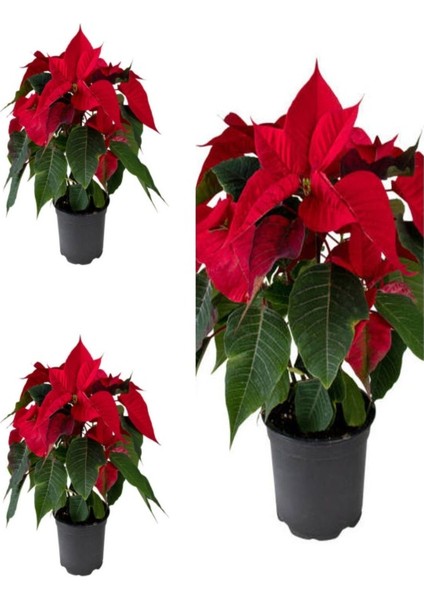 Videolu Atatürk Çiçeği Hediyelik 3 Adet Saksılı 40-70 cm İç Mekan Bitkisi ( Poinsettia)