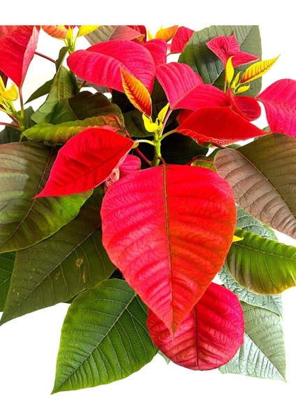 Videolu Atatürk Çiçeği Sevgililer Günü Hediyesi 1 Adet Saksılı 40-75 cm Canlı Bitki (Poinsettia) modelleri