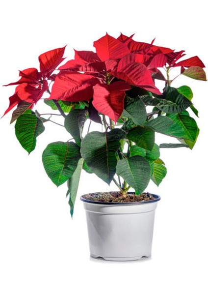 Videolu Atatürk Çiçeği Sevgililer Günü Hediyesi 1 Adet Saksılı 40-75 cm Canlı Bitki (Poinsettia) indirimleri