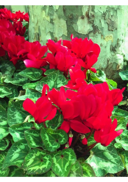 Videolu Premium Kırmızı 1 Adet Sıklamen Çiçeği Saksılı 30-50 cm (Red Cyclamen Flower)