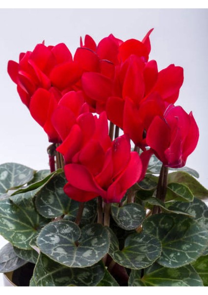 Videolu Premium Kırmızı 1 Adet Sıklamen Çiçeği Saksılı 30-50 cm (Red Cyclamen Flower) fiyatları