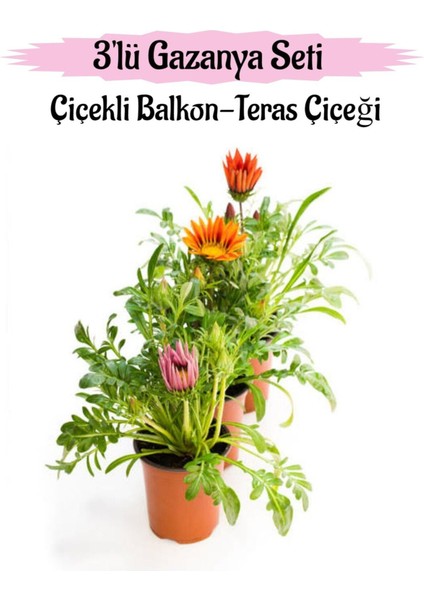 Pembe-Turuncu-Kırmızı Renk Gazanya Çiçeği 3 Adet Saksılı 10-20 cm Balkon Çiçeği