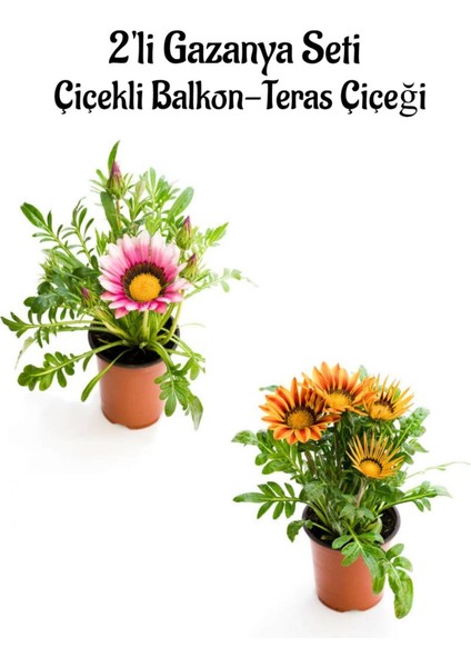 Pembe Beyaz-Turuncu Sarı Gazanya Çiçeği 2 Adet SAKSILI(10-20 cm) Bahçe Balkon Çiçeği