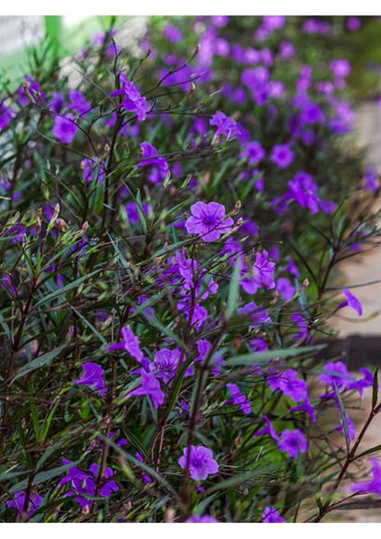 Videolu Mor Meksika Petunyası 1 Adet Saksılı 40-60 cm Balkon Bitkisi Ruelya (Ruellia)