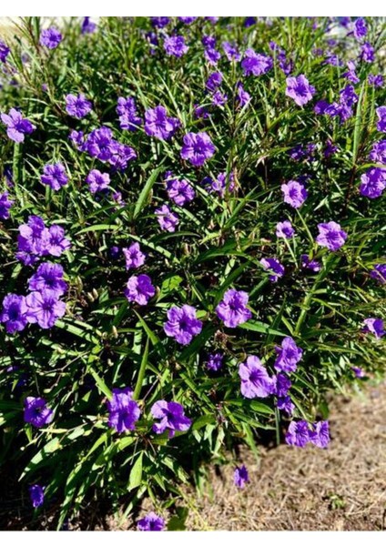 Videolu Mor Meksika Petunyası 1 Adet Saksılı 40-60 cm Balkon Bitkisi Ruelya (Ruellia)