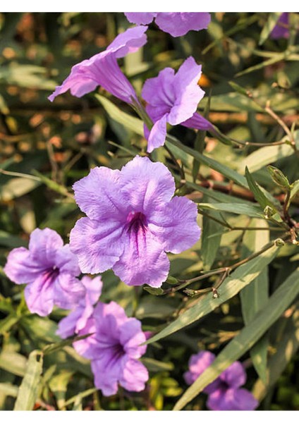 Videolu Mor Meksika Petunyası 1 Adet Saksılı 40-60 cm Balkon Bitkisi Ruelya (Ruellia)