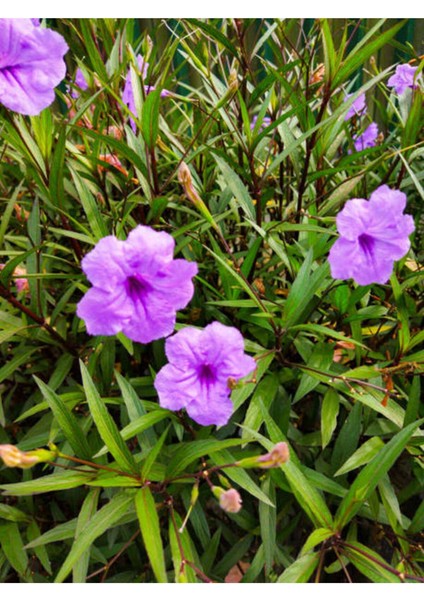 Videolu Mor Meksika Petunyası 1 Adet Saksılı 40-60 cm Balkon Bitkisi Ruelya (Ruellia)