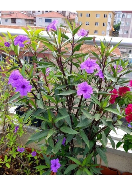 Videolu Mor Meksika Petunyası 1 Adet Saksılı 40-60 cm Balkon Bitkisi Ruelya (Ruellia)