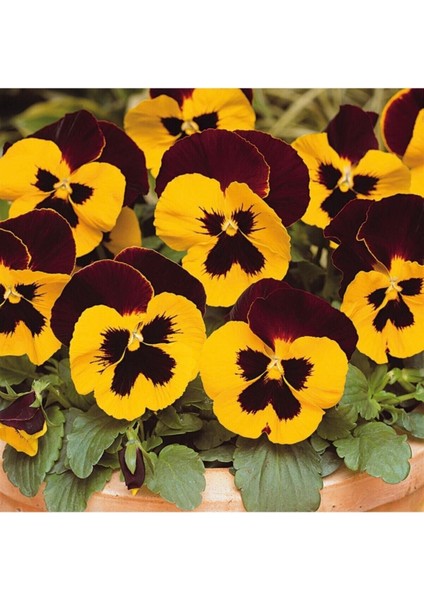 Videolu 10 Adet Kırmızı Sarı Hercai Menekşe Çiçeği Fidanı 5-15 cm Tüplü Çiçekli Bodur Bitkiler Viola
