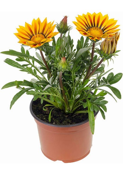 Sarı Renk Gazanya Çiçeği 2 Adet SAKSILI(10-20 cm) Bahçe Balkon Çiçeği
