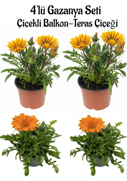 Sarı Gazanya Çiçeği 2 Adet+Turuncu Gazanya 2 Adet Saksılı 10-20 cm Balkon Bitkisi